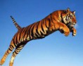 GROSSISTE. Carton (600)   Baume du Tigre Sauvage.   18.4gr ( Devis )